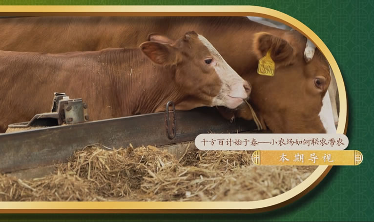 鄉土中國-墾地融合在行動第二季-3：《小農場如何聯農帶農》